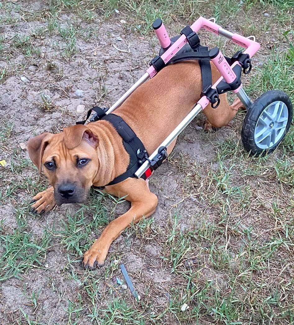 Lyra (Rags to Riches Animal Rescue Inc.)