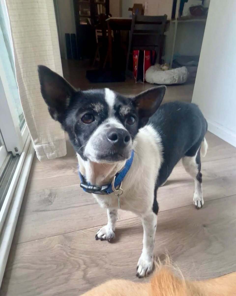 Ivy (HIT Living Foundation)