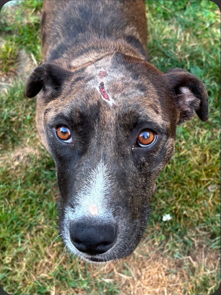 Peter Parker (Pacific Rim Rescue)