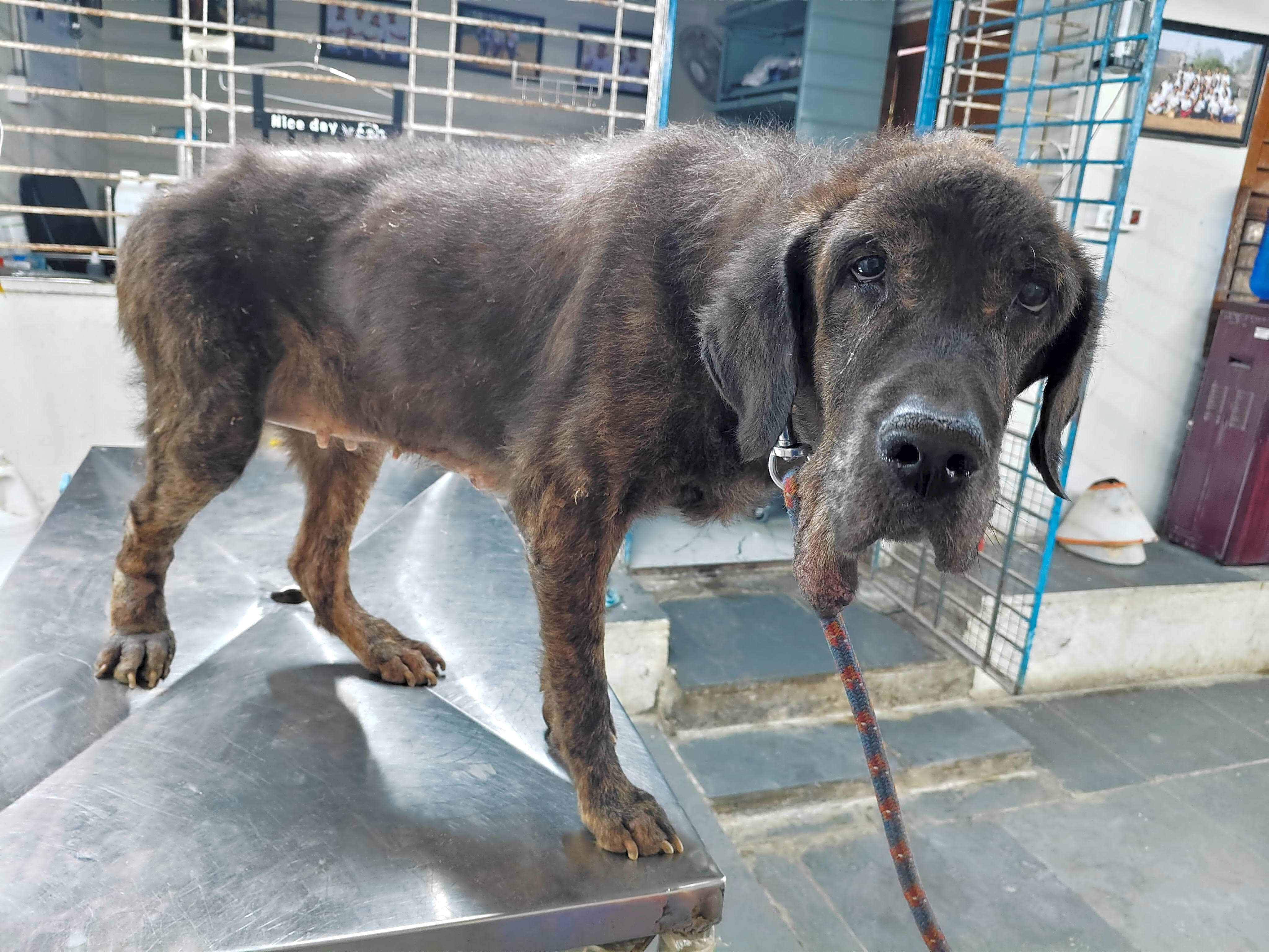 Arthi (Stray Animal Foundation of India)