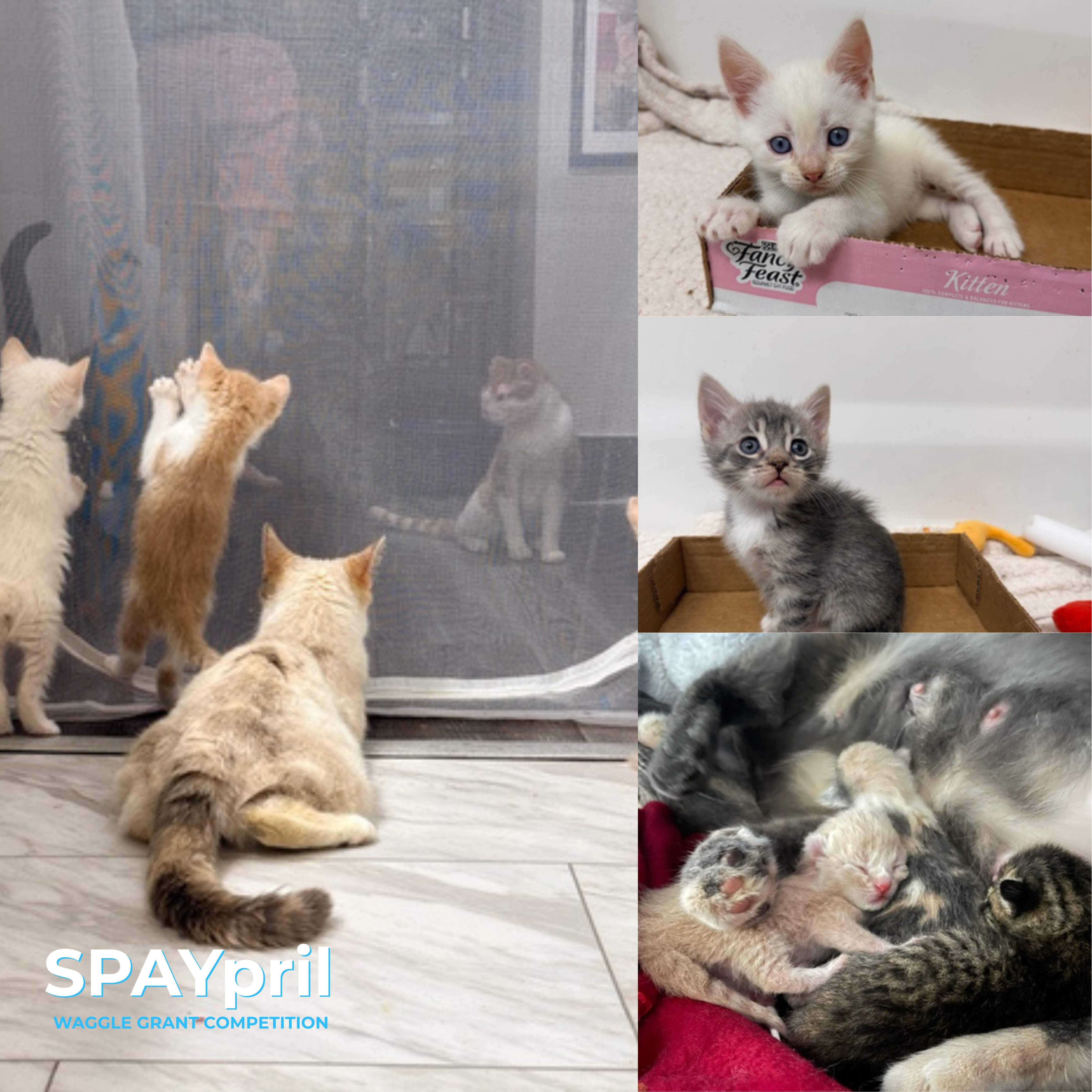 South Carolina Community Cat Project