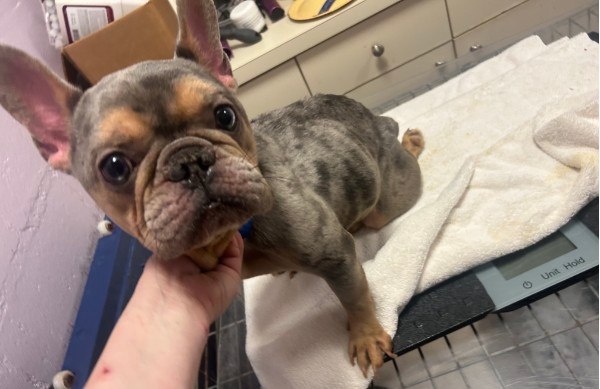 Zeus (Ramapo-Bergen Animal Rescue, Inc.)