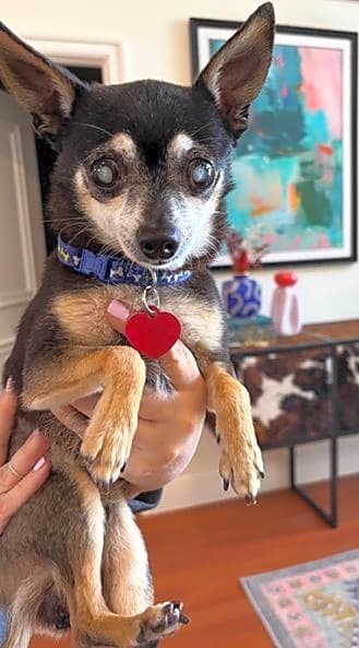 Hodr (Chesed Foundation Rescue)