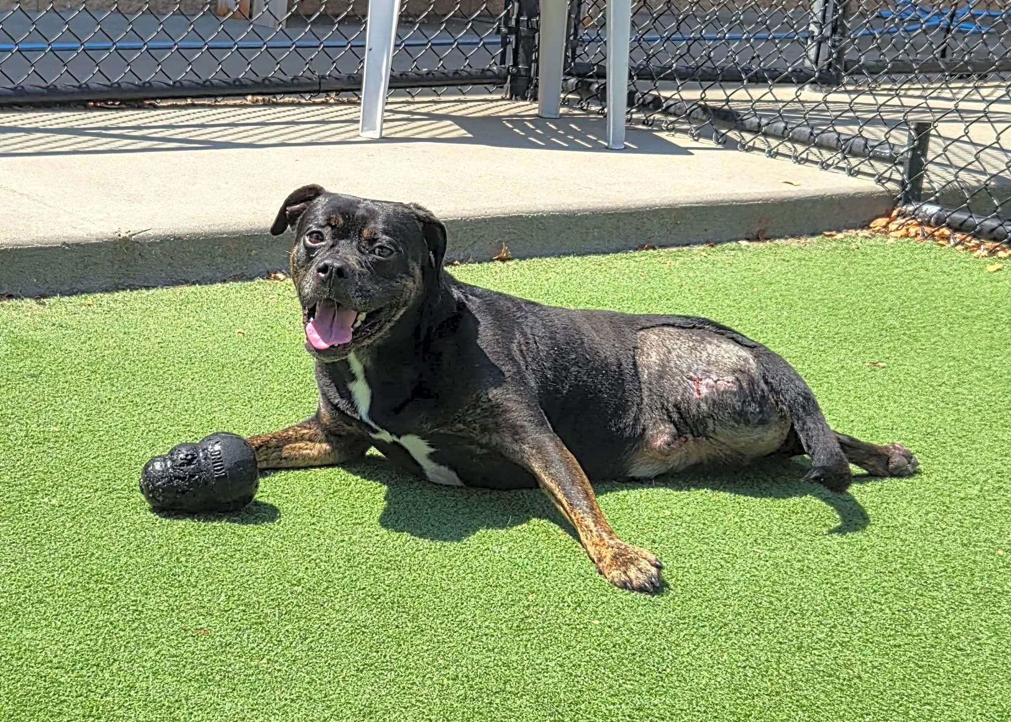 Zoom (Helping Hands Humane Society, Inc.)