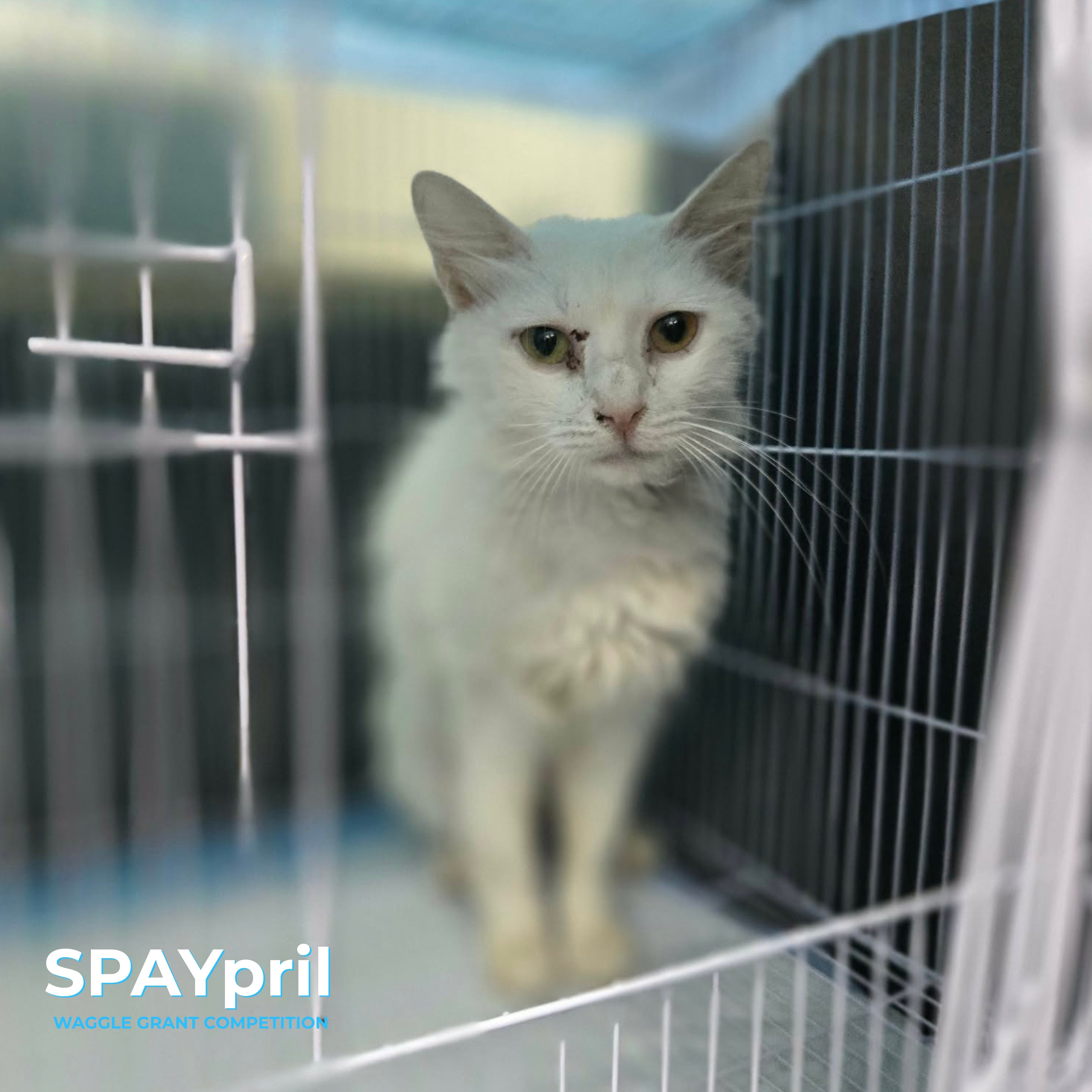 Animal Dominion Rescue