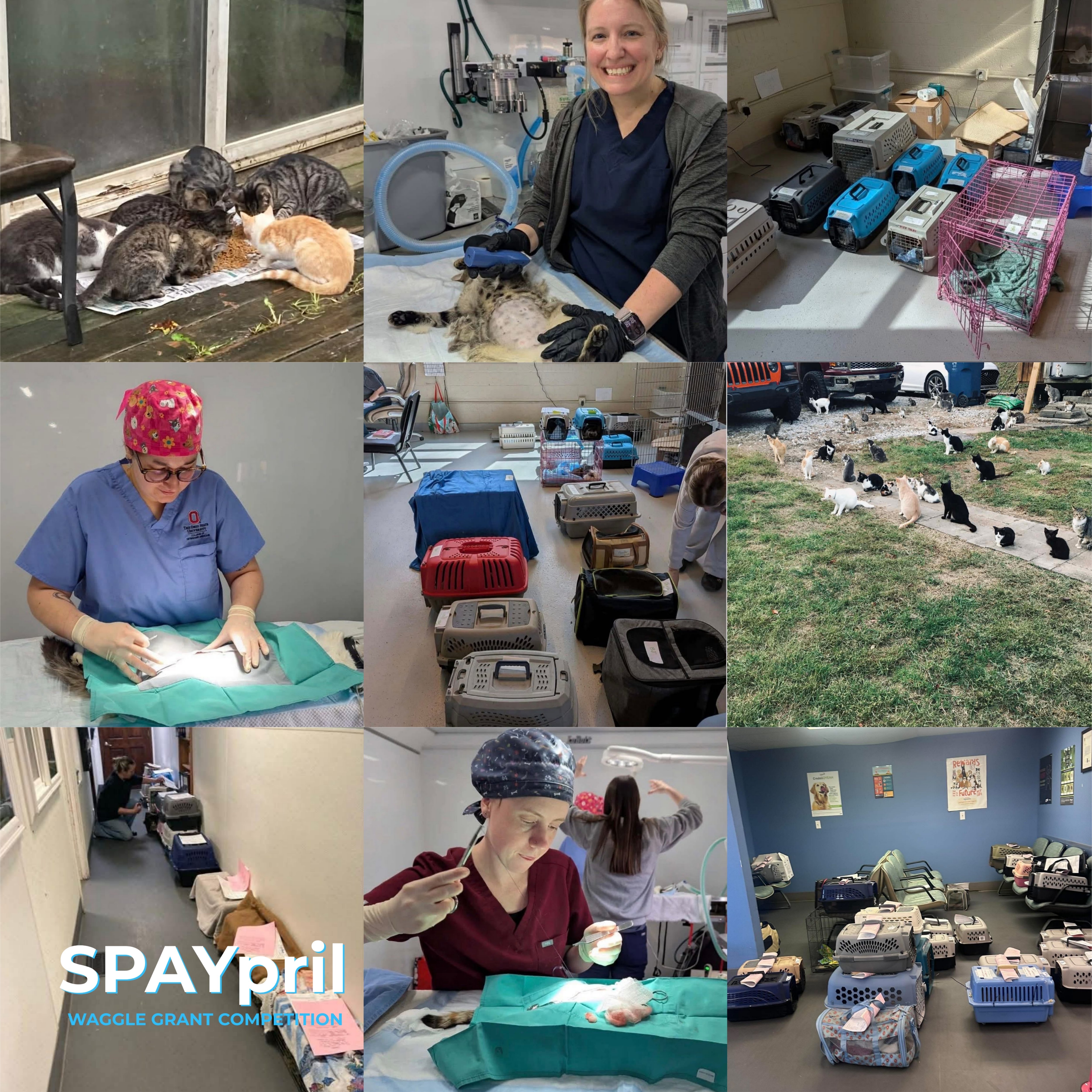 One By One Animal Advocates