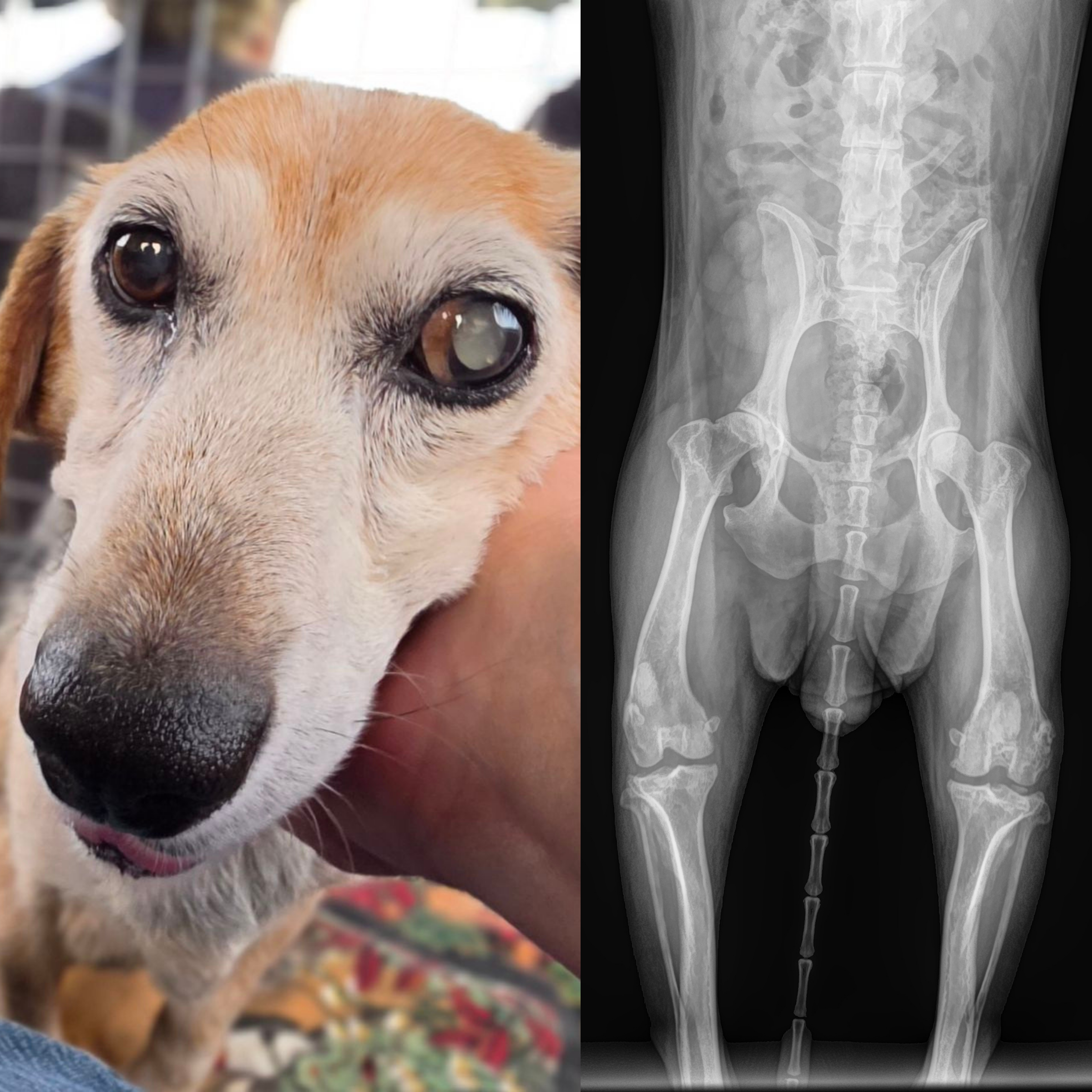Cayenne (NE Ohio Greyhound Rescue)