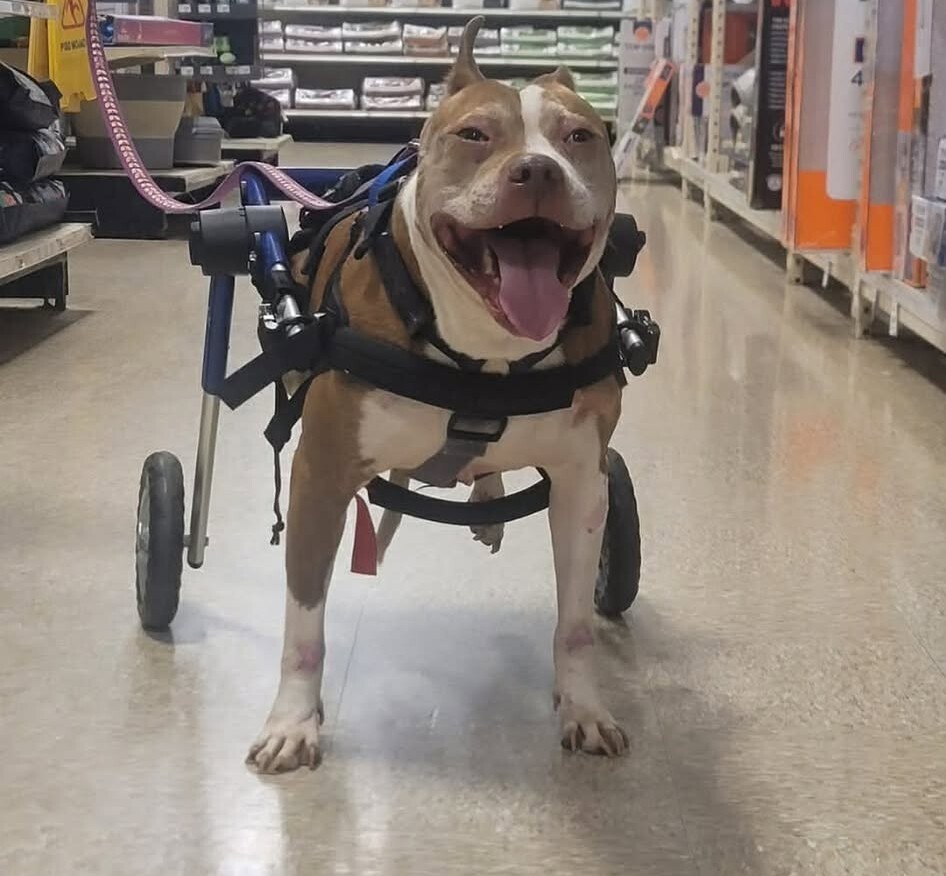 Charlie (D+A Animal Rescue)