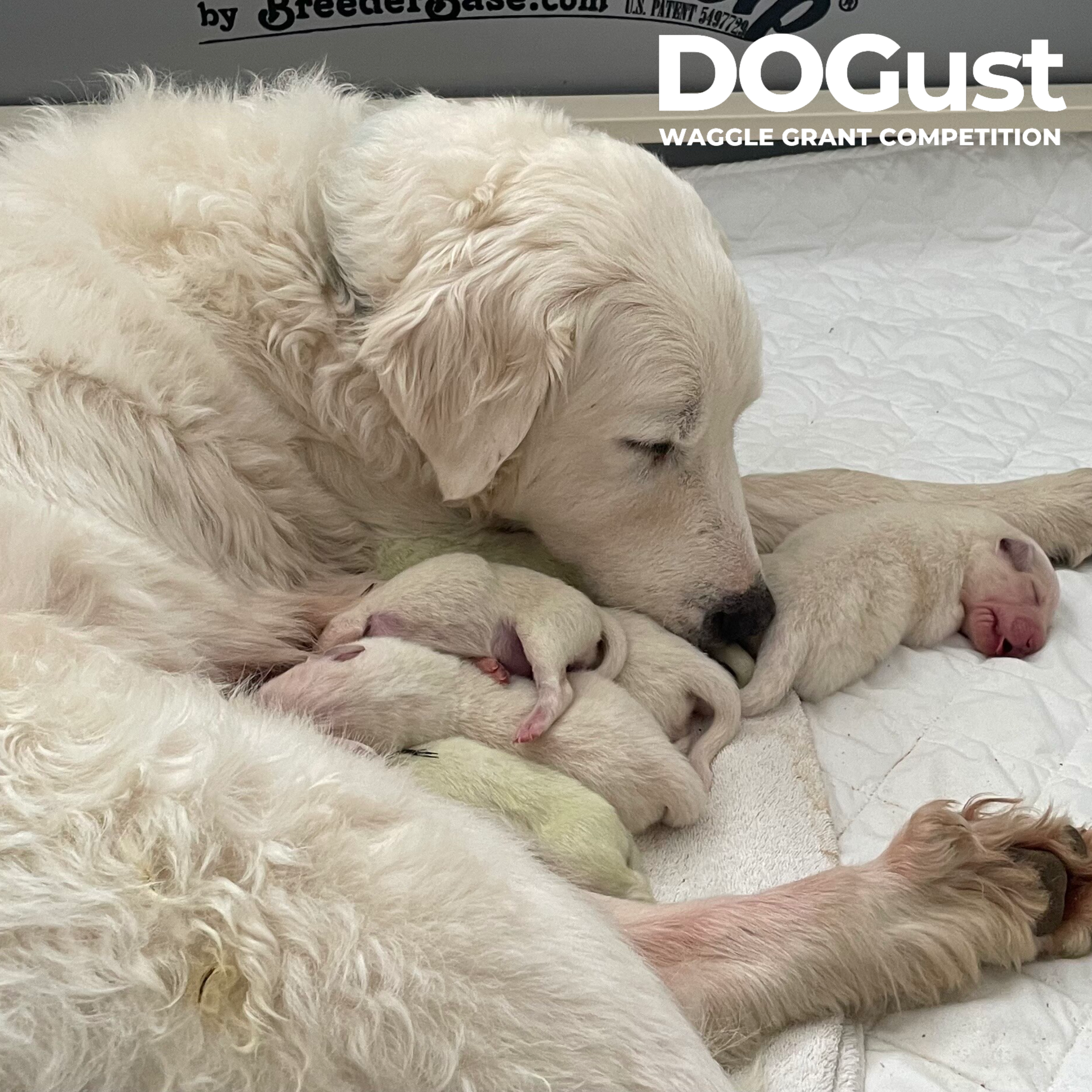 DOGust Cover Photos-Aug-27-2024-10-07-01-6817-PM