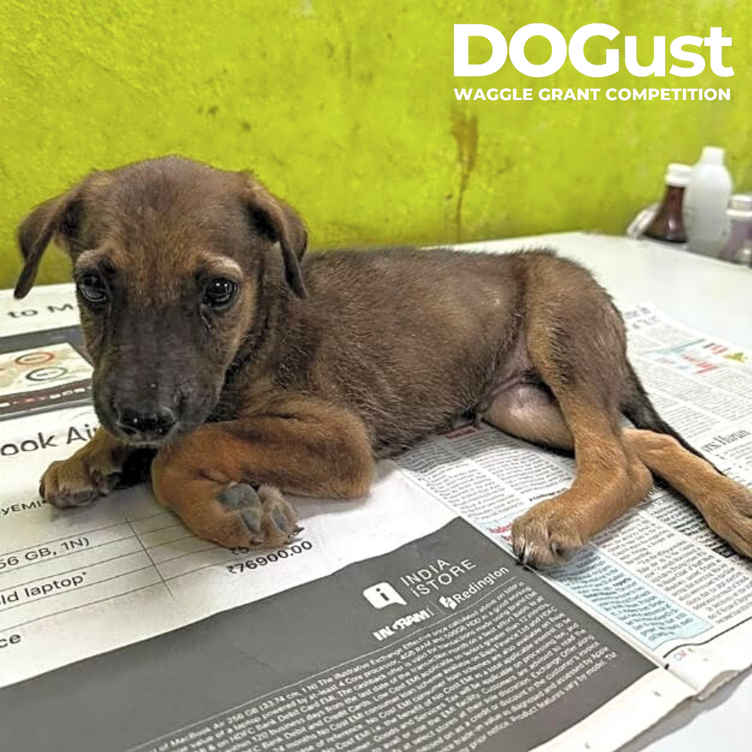 Stray Animal Foundation of India