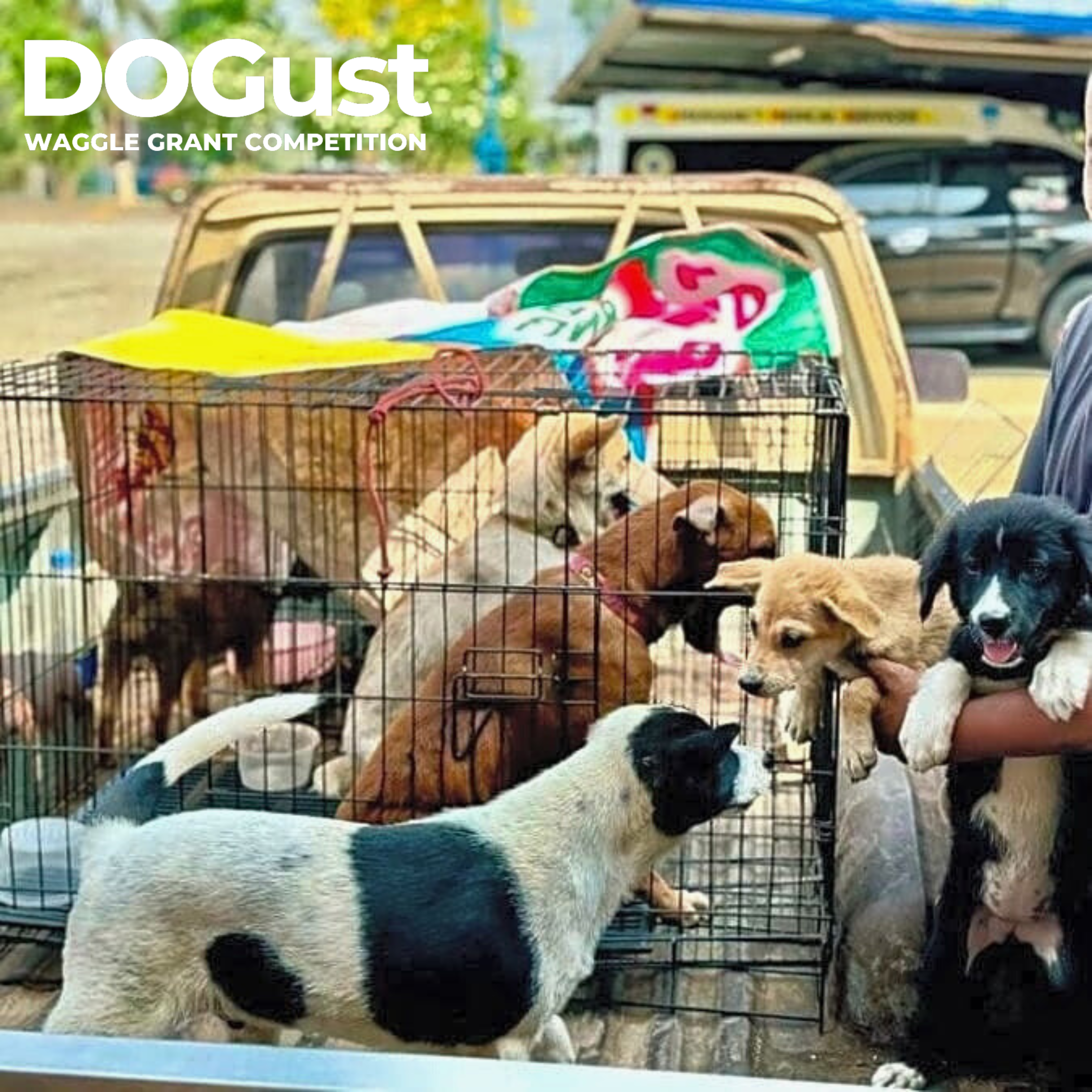 Let’s Save the Strays