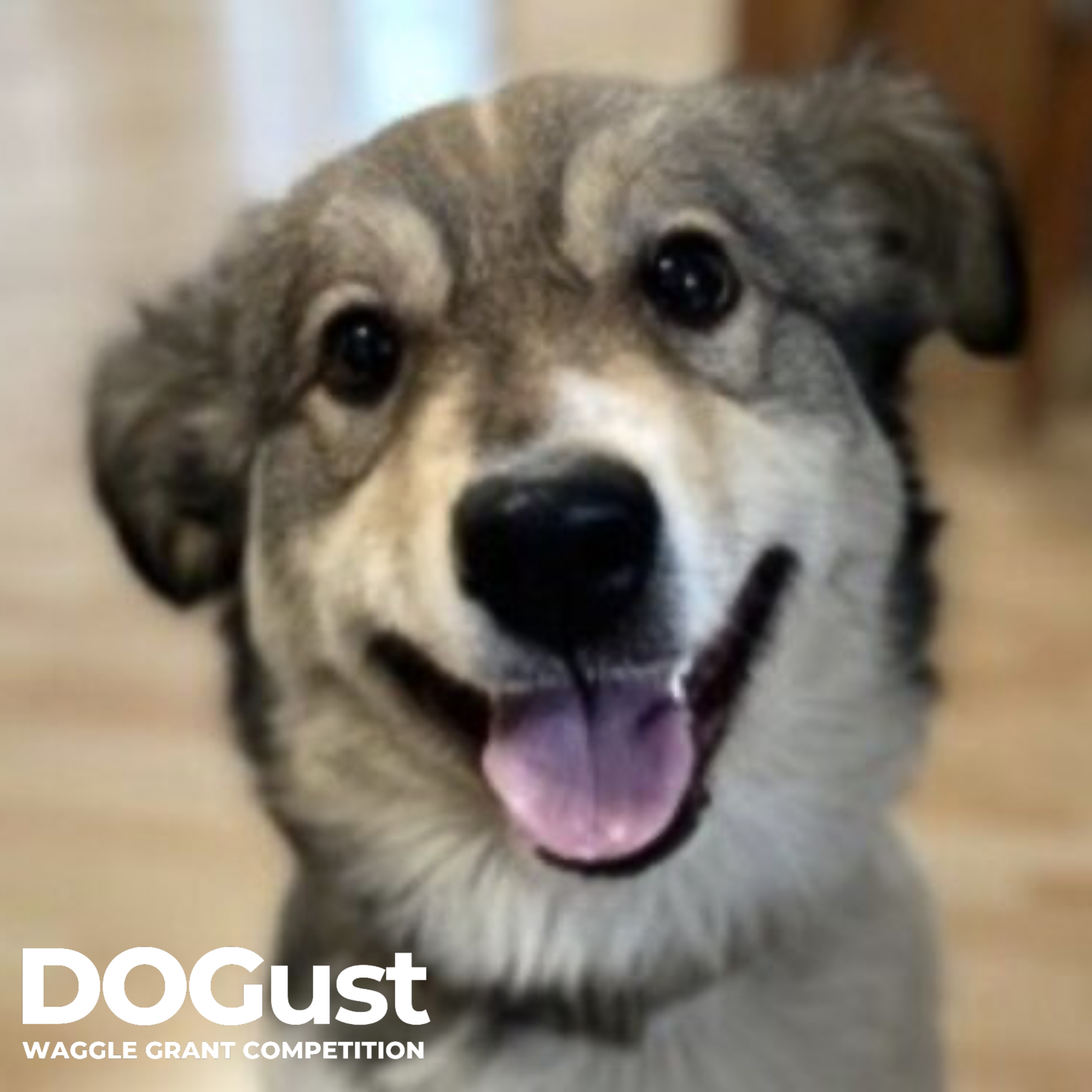 Joyful Pets Rescue