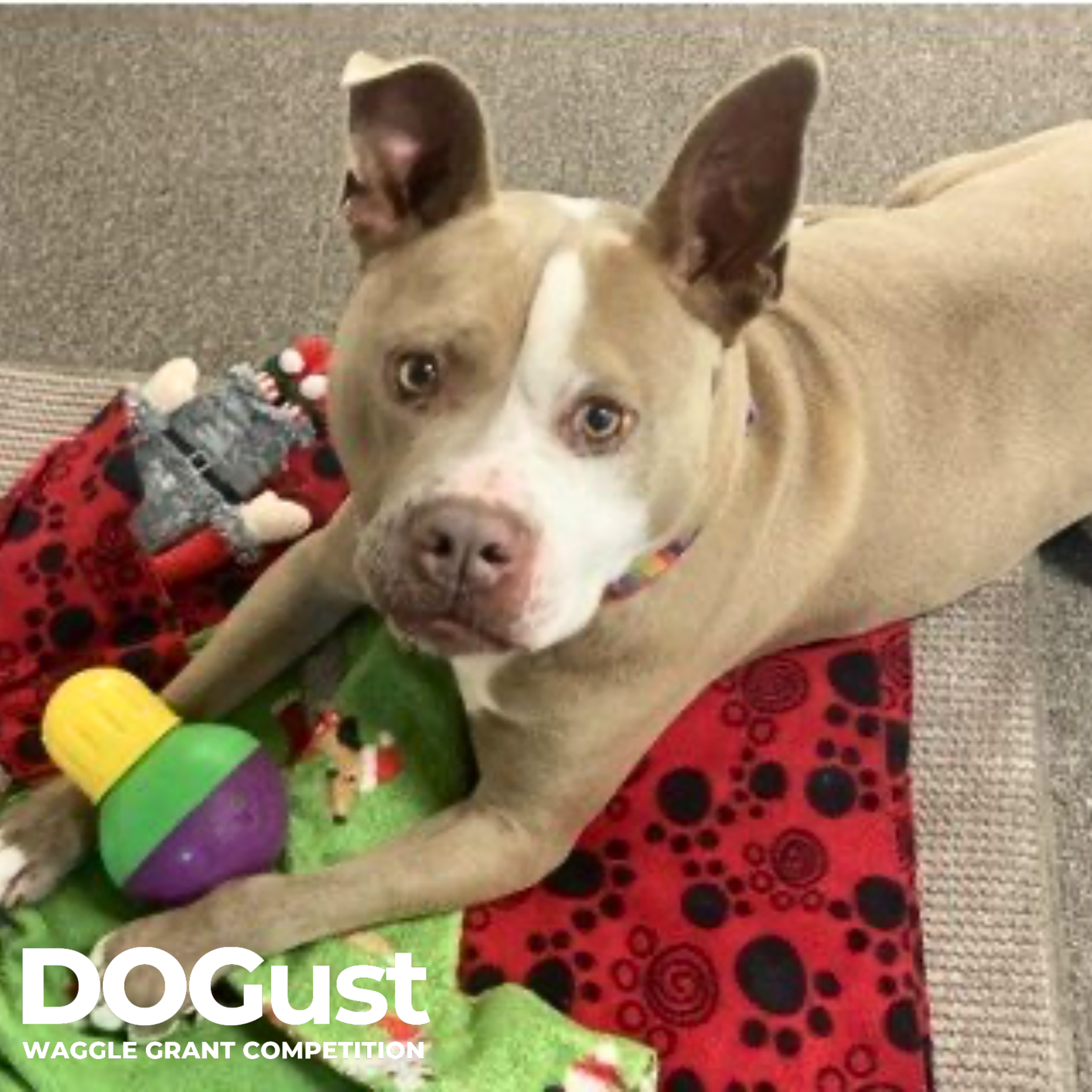 South Pacific Humane Society