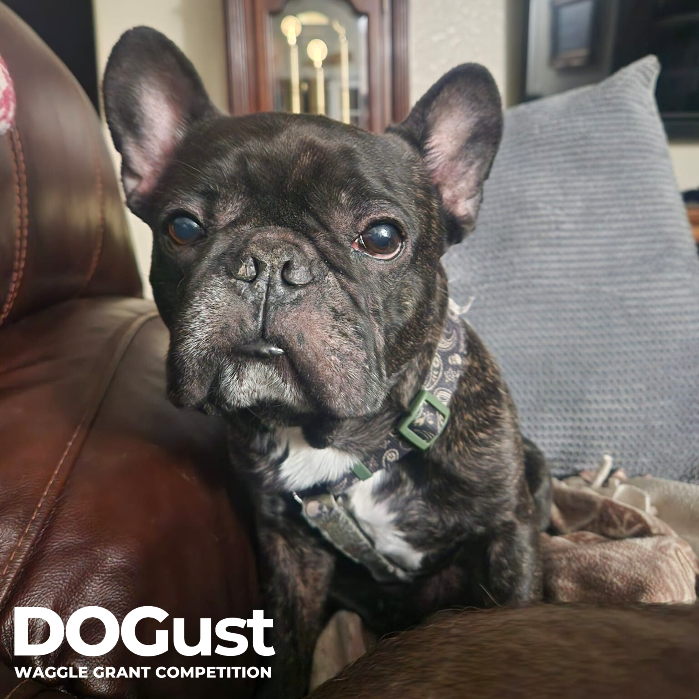 DOGust Cover Photos-Sep-01-2024-05-43-53-9214-PM
