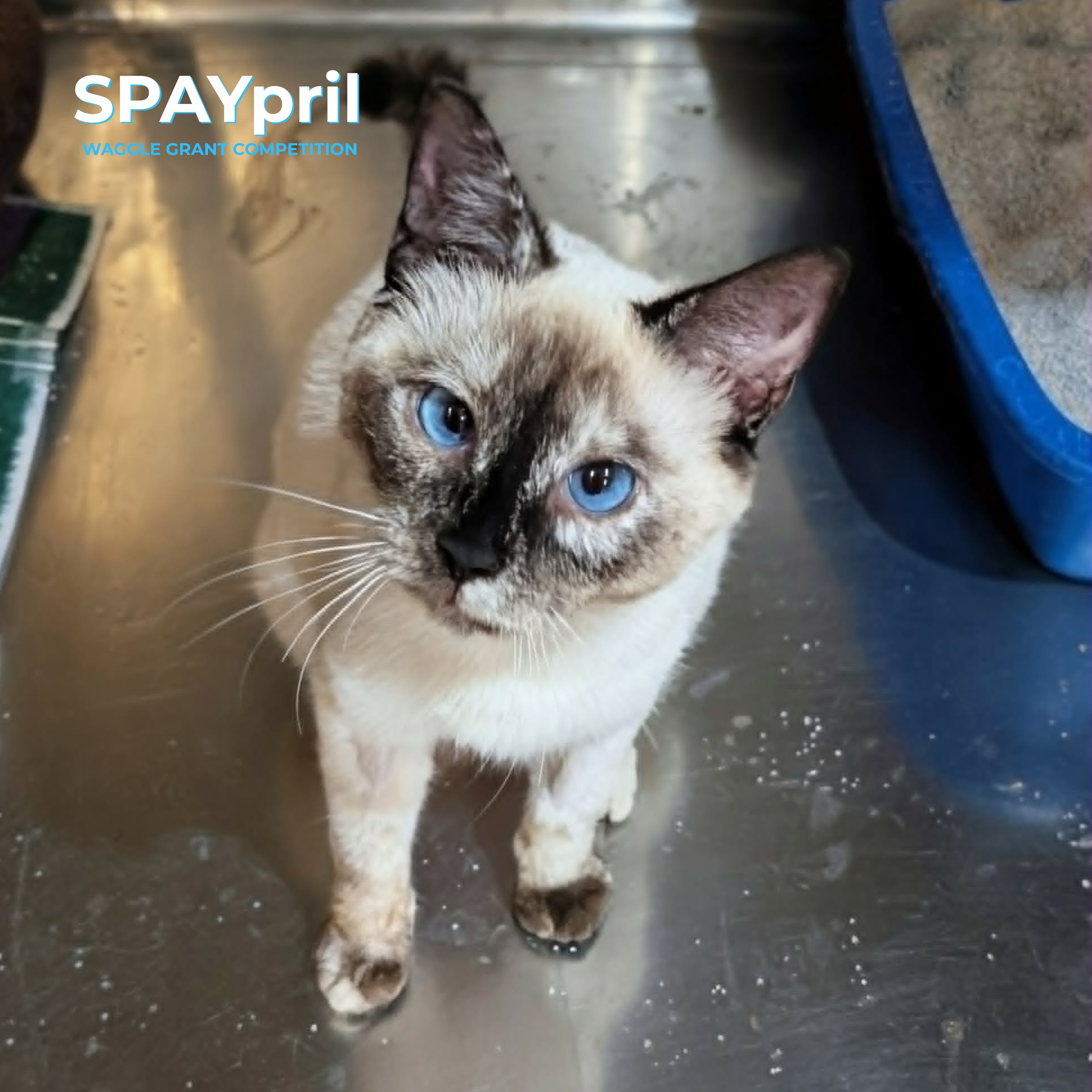 Adopt a Cat Foundation