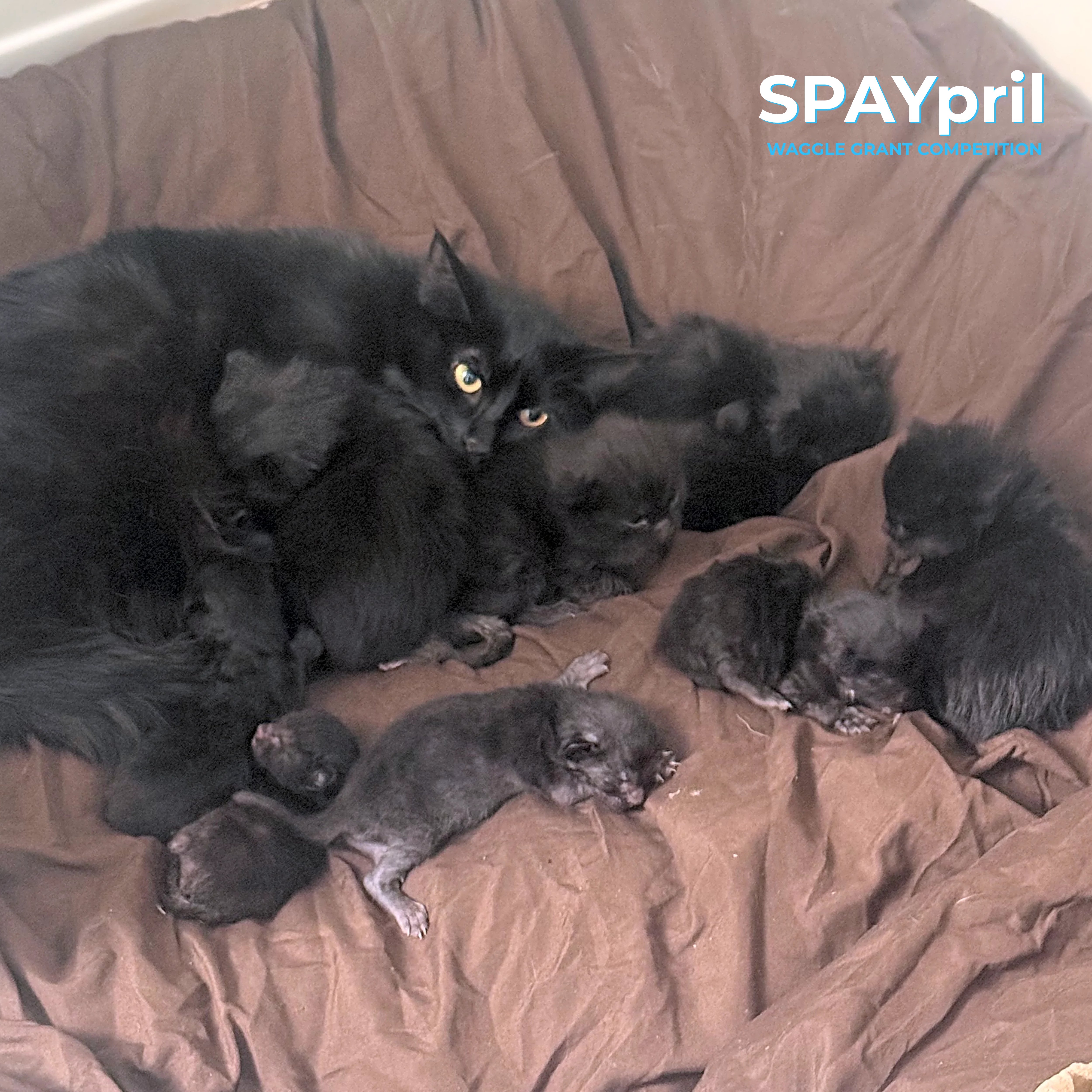Harry Potter Family - Buddies and Pals Animal Rescue