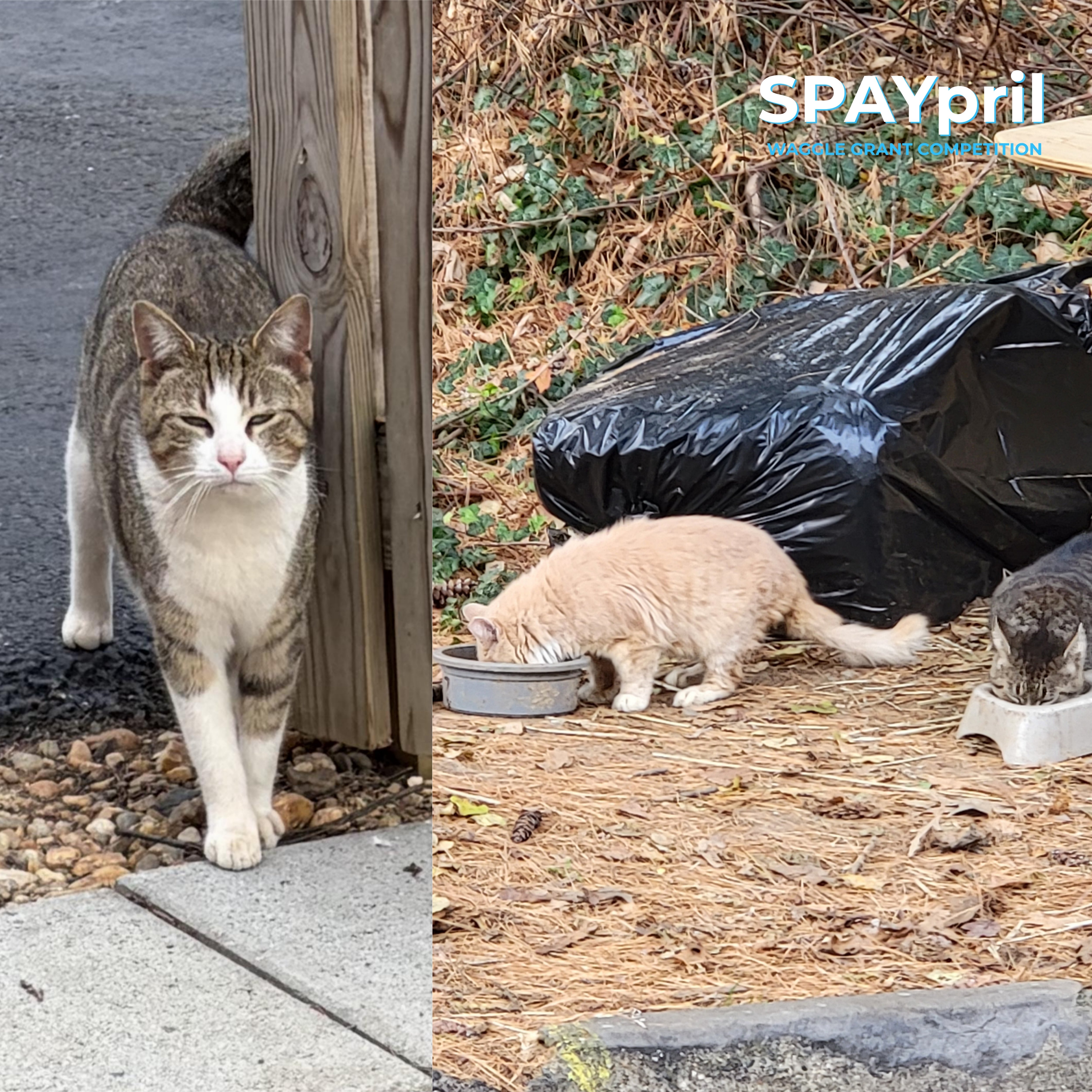 Help Spay and Neuter 15 Cats - Mr. Bigglesworth’s Home for Wayward Cats