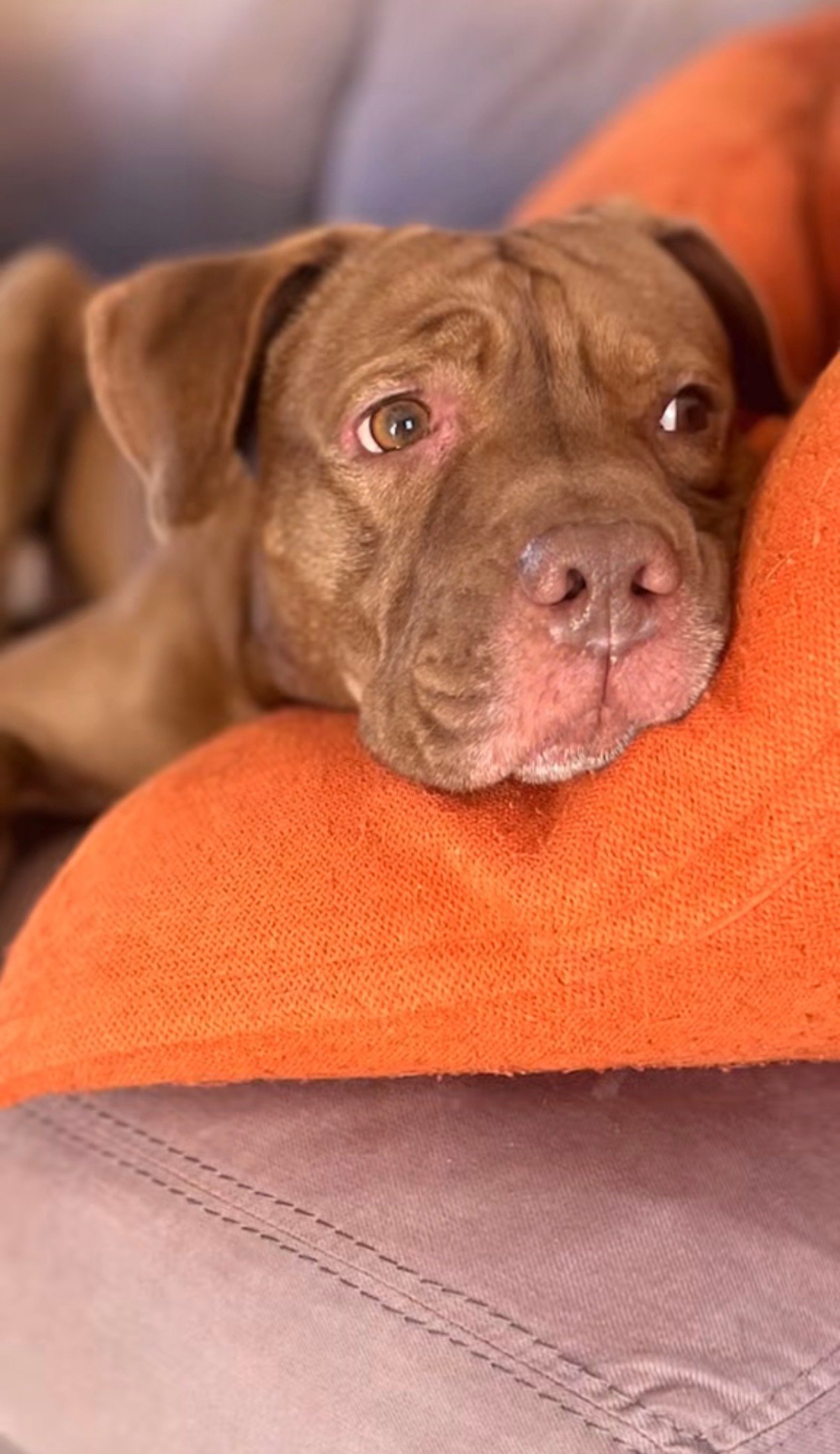 Hiccup (Joyful Pets Rescue)