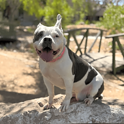 Jules (Vegas Roots Rescue)