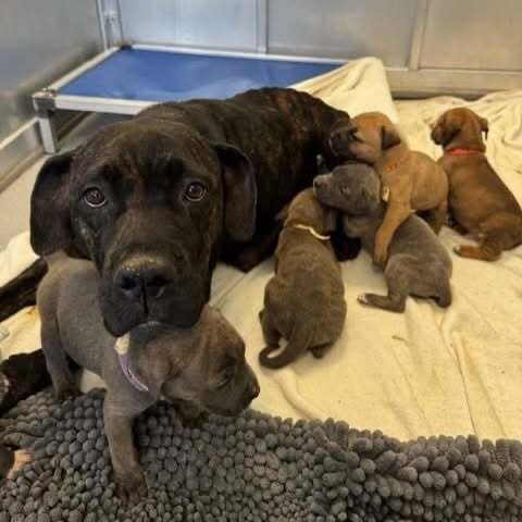Mama Renata (Make A Stand Bully Rescue)