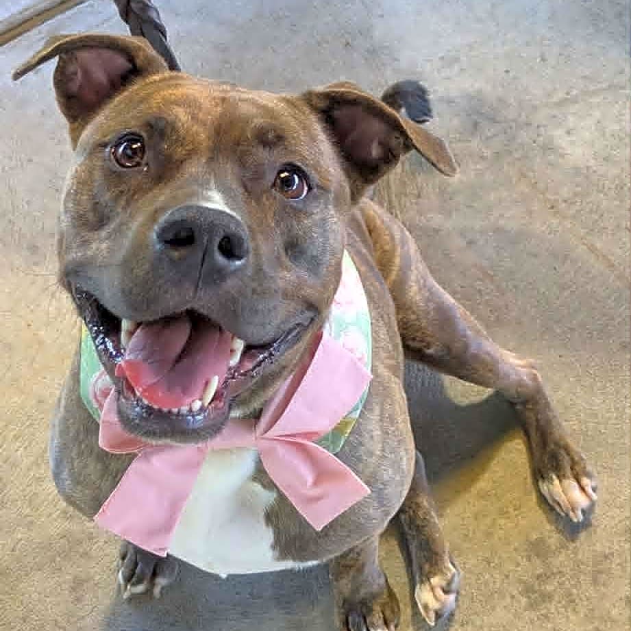 Millie (Franklin County Humane Society)