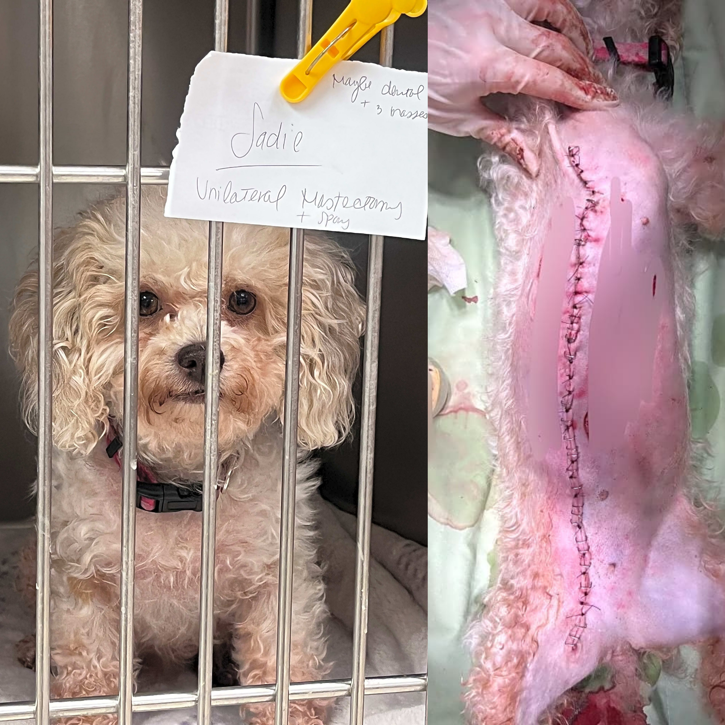 Sadie (Bichon Rescue Brigade)