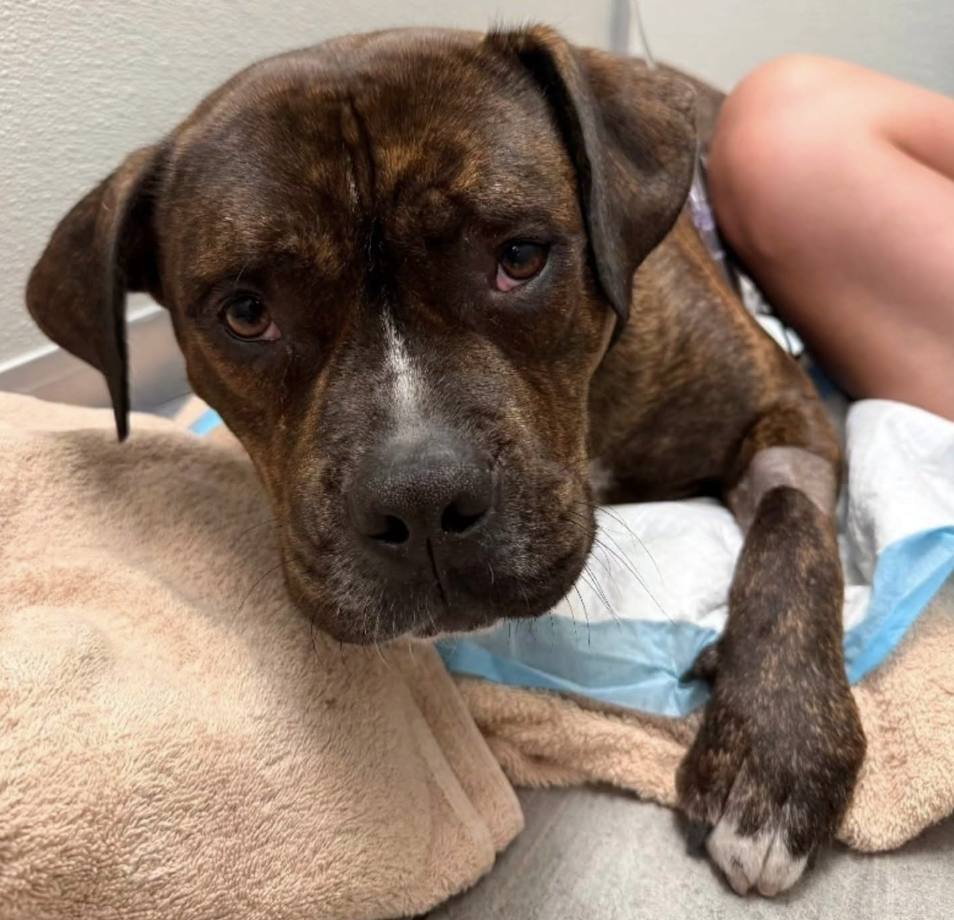 Draco (NYC Second Chance Rescue)