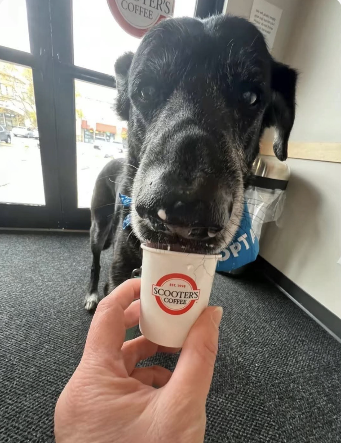 Bruce (Almost Home Canine Rescue)