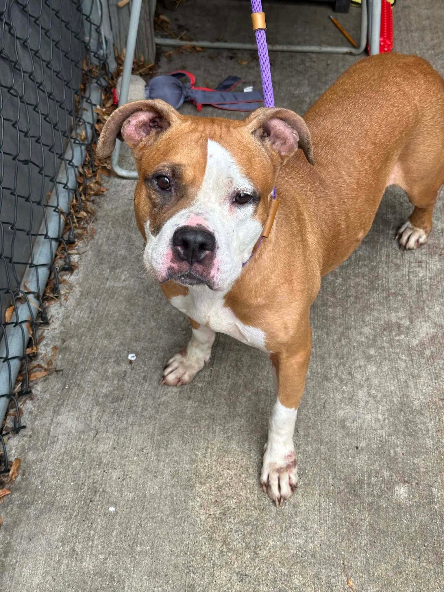 Shireen (Dogs are Deserving Rescue)