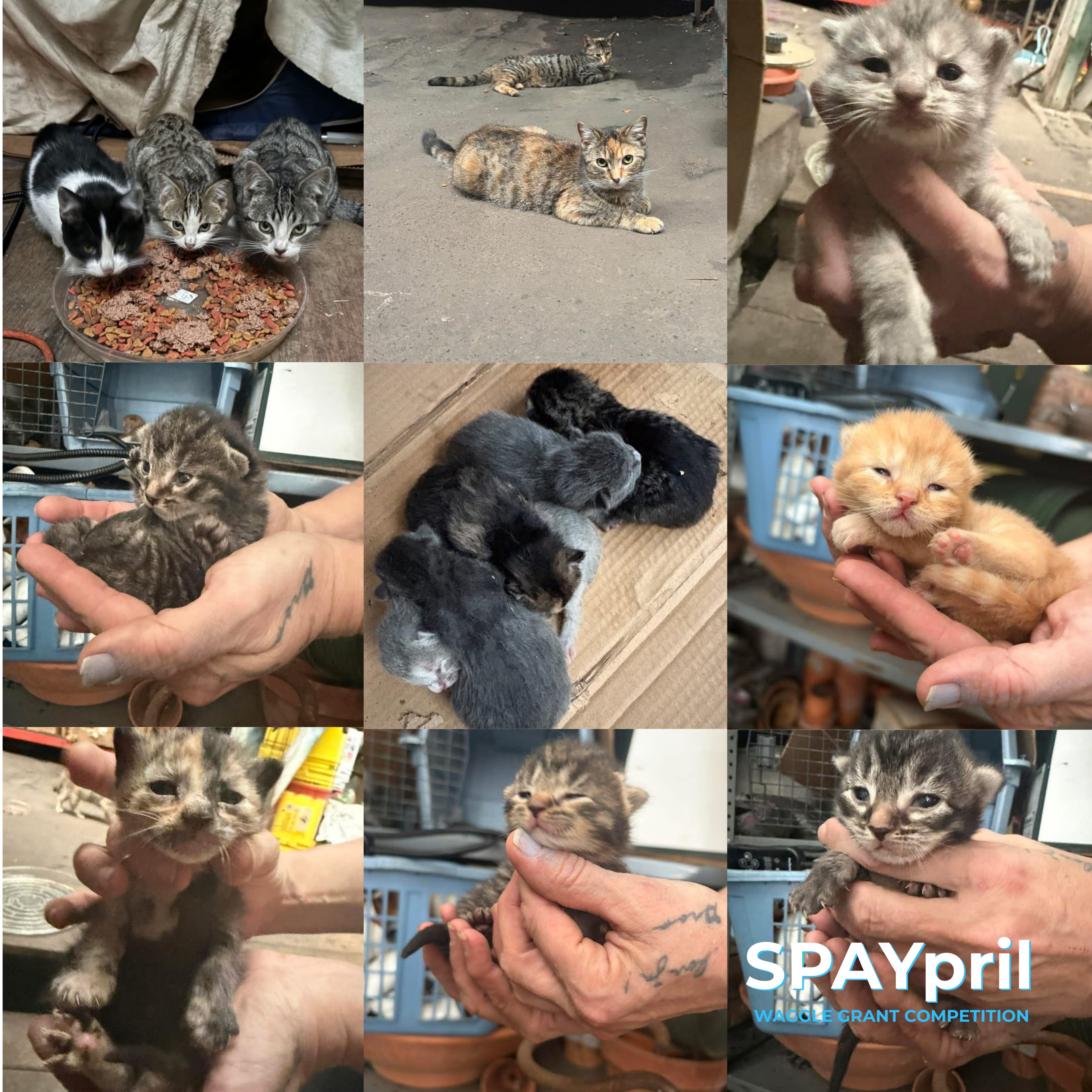 Spring Kittens - A Pathway to Hope