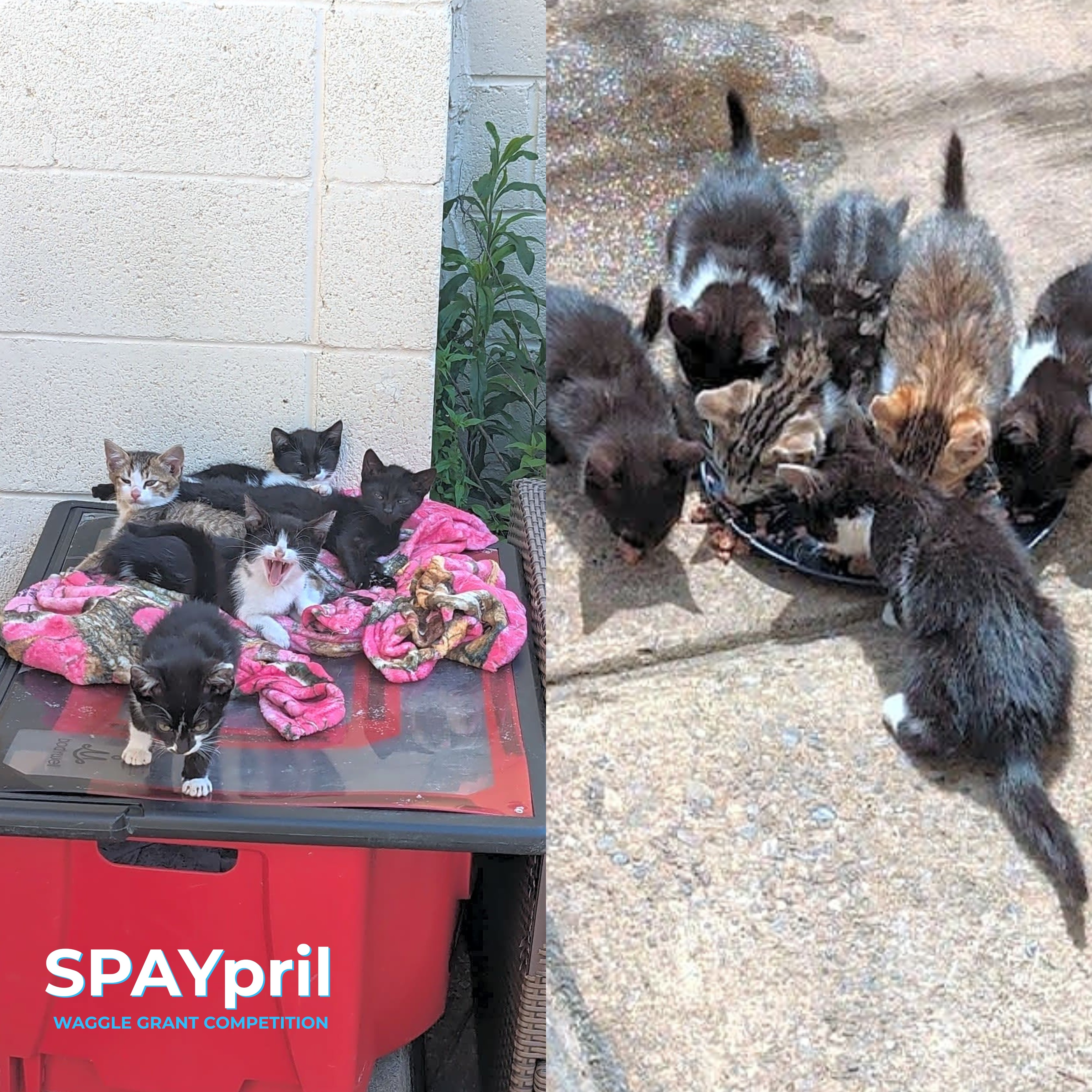 Stray Cat Relief Fund