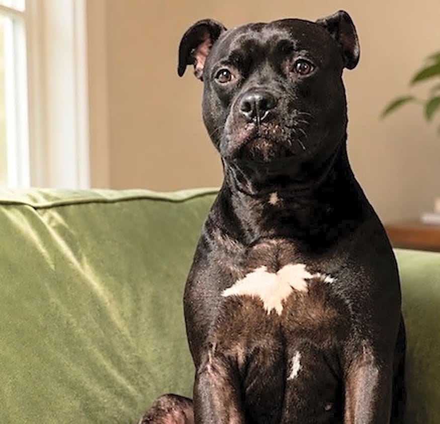 Tank (Paws 4 A Cure)