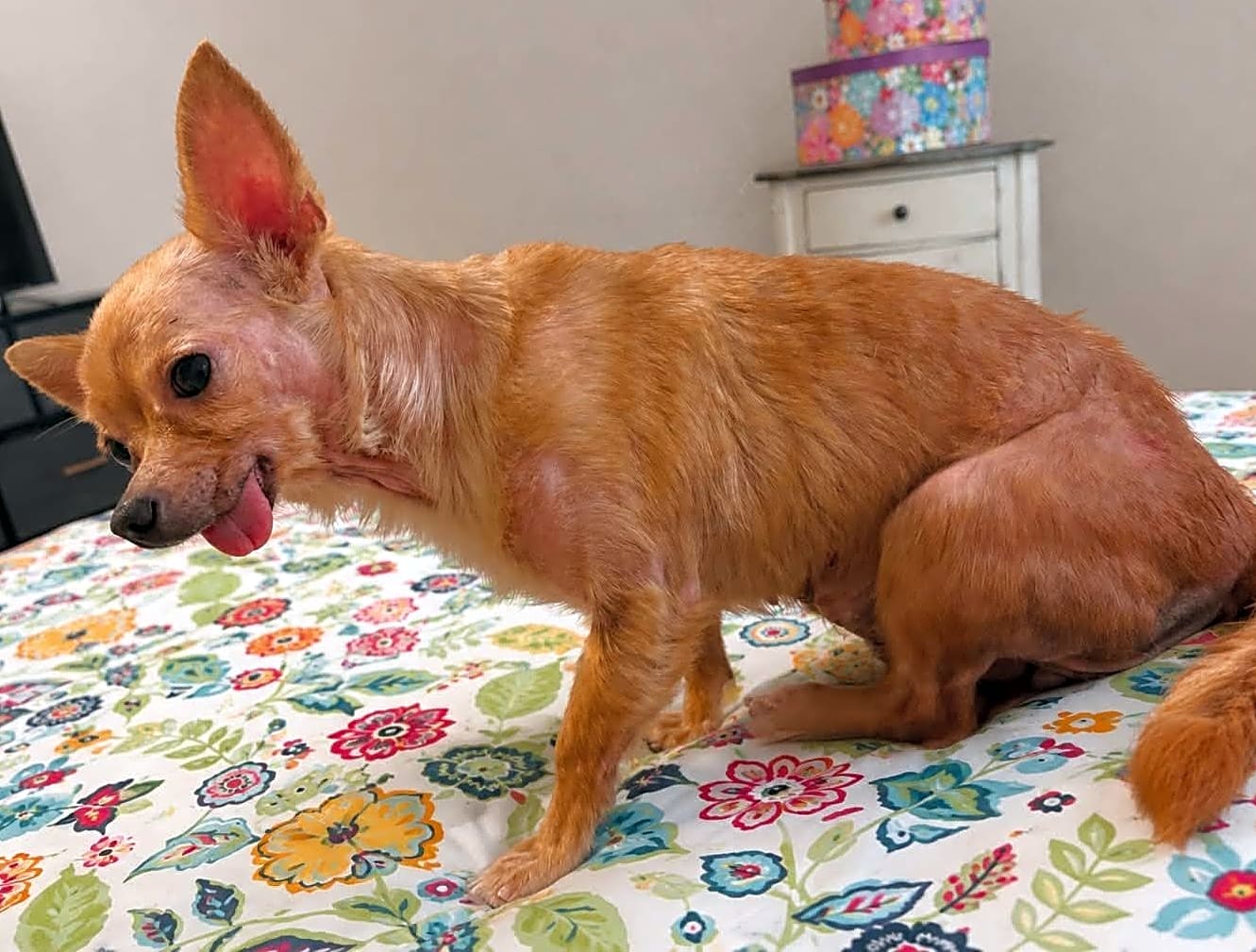 Tiggy (Foundation of Caring Animal Supporters)