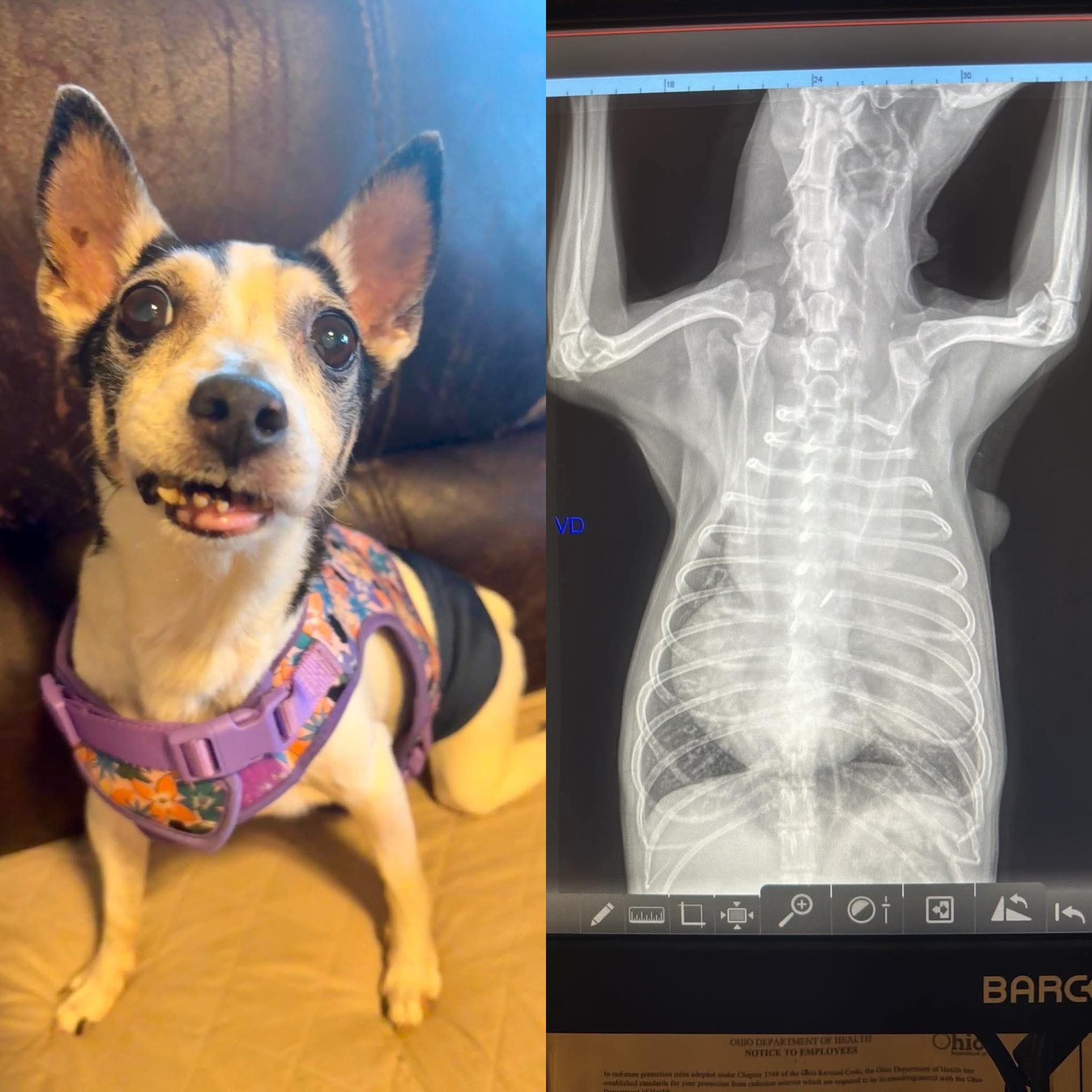 Walter (One by One Animal Advocates)