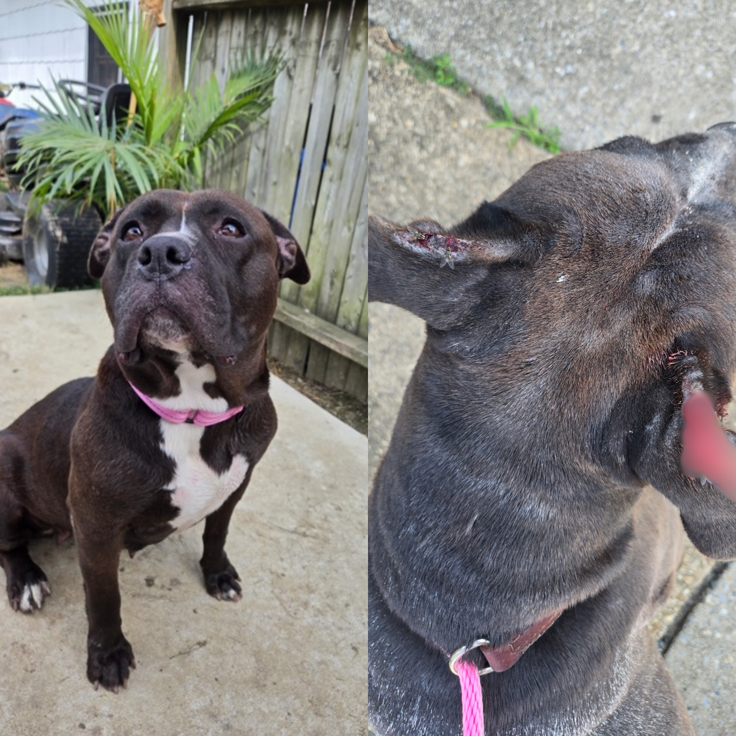 Willow (Joyners Furr-eedom Rescue Inc)