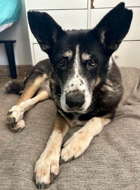 Katie (Barb's Dog Rescue)
