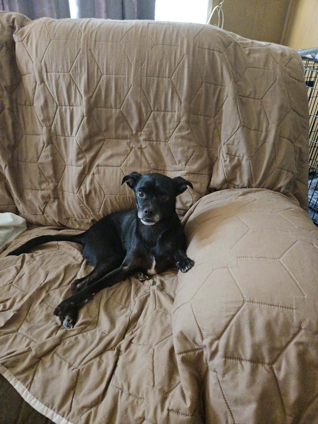 Ringo (Teresa's Cat and Dog Rescue)