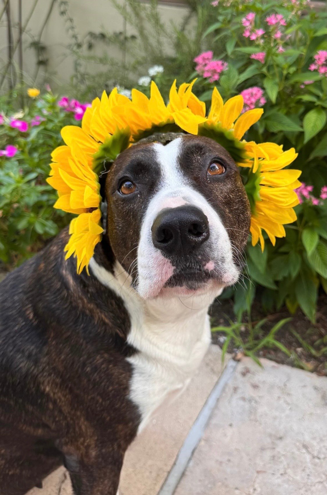 Chata (Montana’s Pack Rescue)