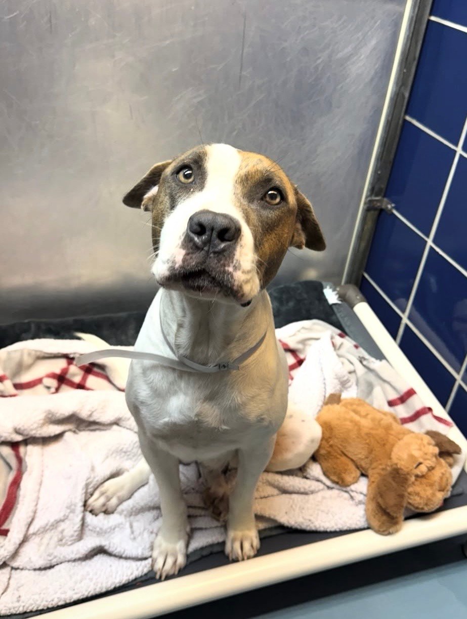 Ave Maria (Strong Paws Rescue)