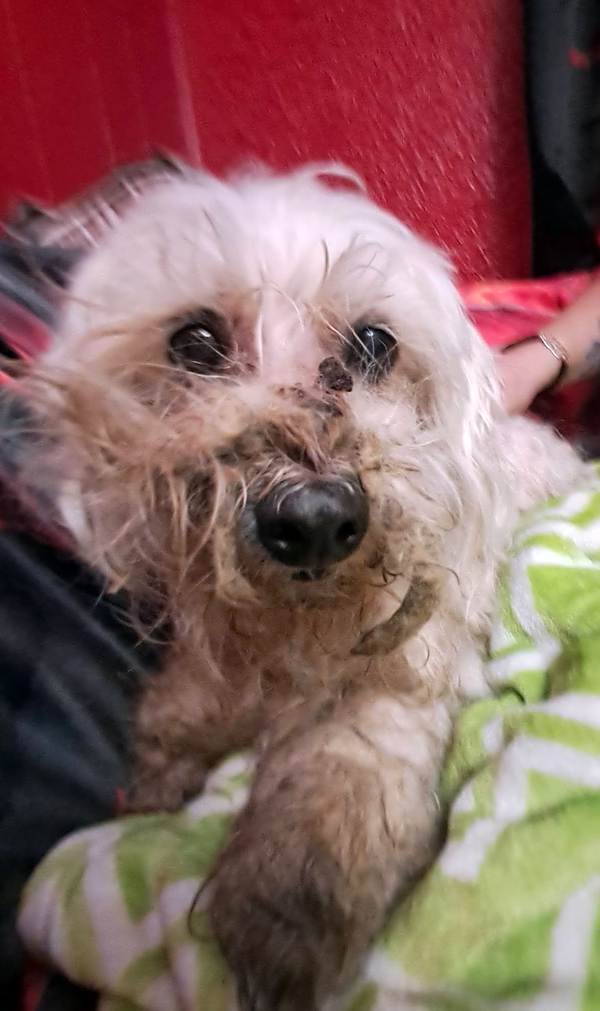 Kipper (Castaway Critters, The James A. Hueholt Memorial Foundation for Animals)