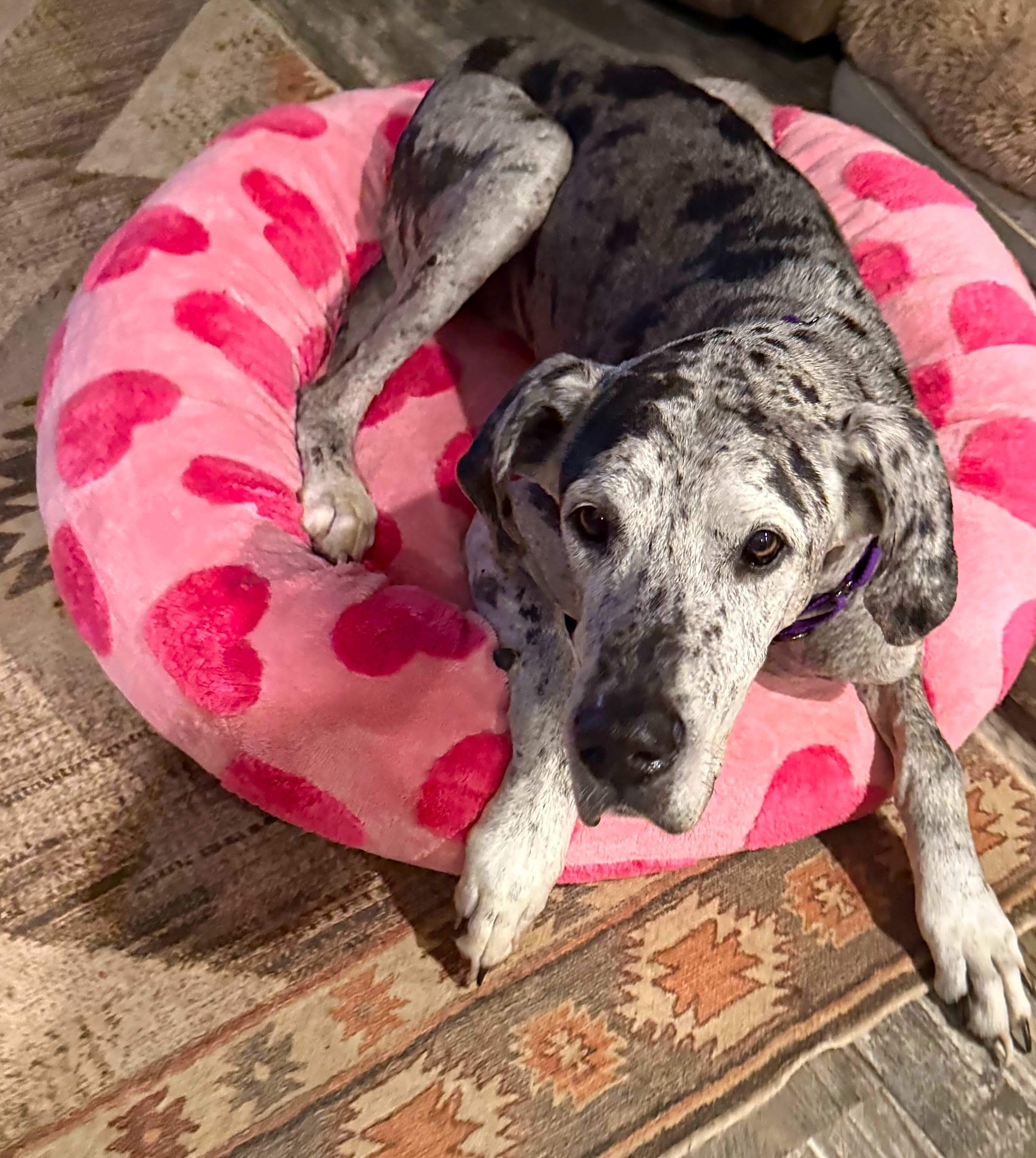 Apollo (Marlee’s Kisses Great Dane Rescue)