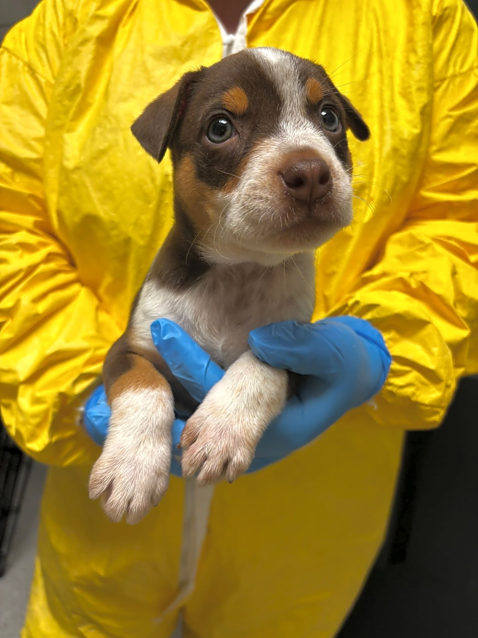 Alamo (Almost There Rescue)