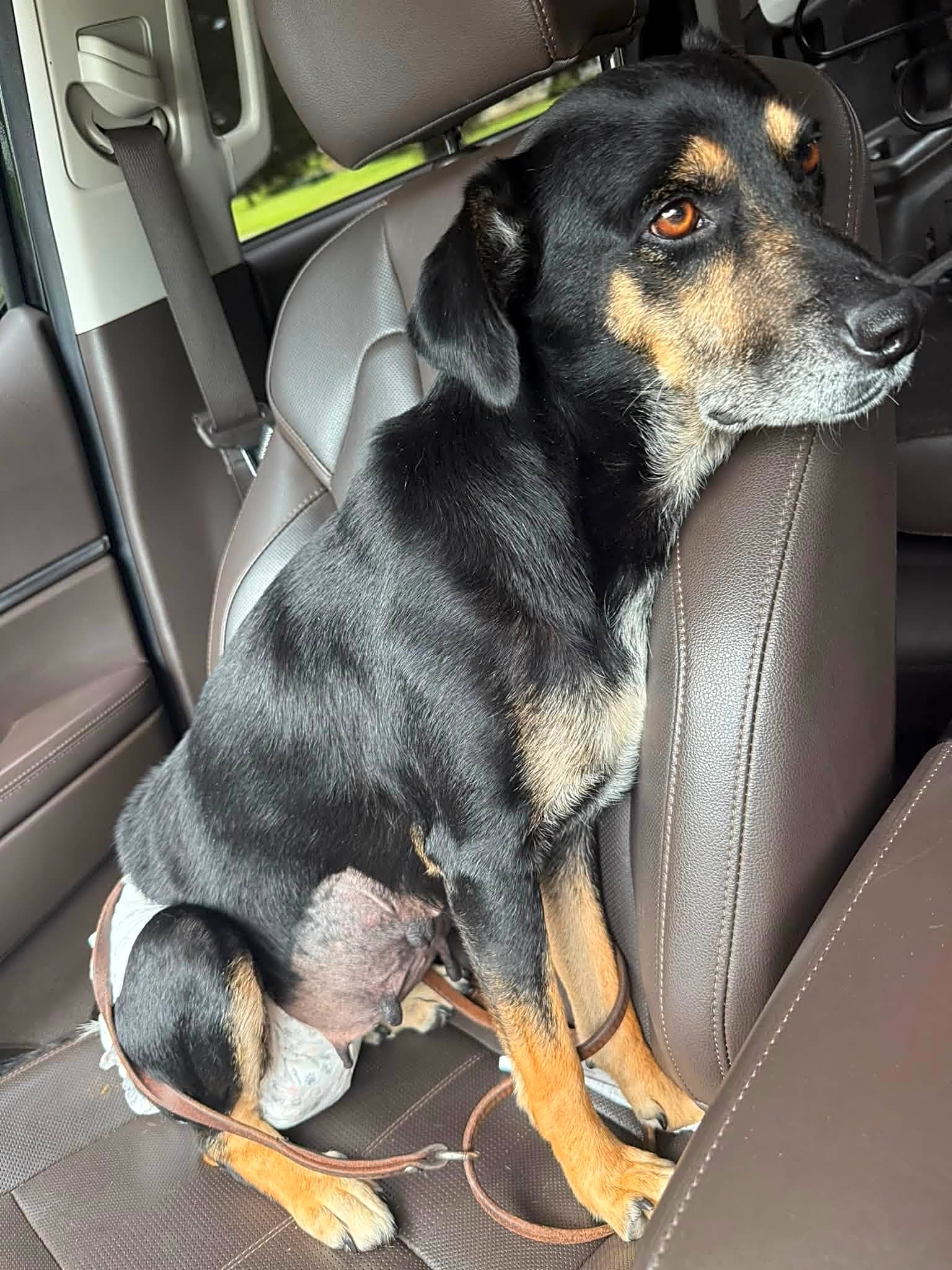 Maggie Alabama (Wags and Wiggles Dog Rescue)
