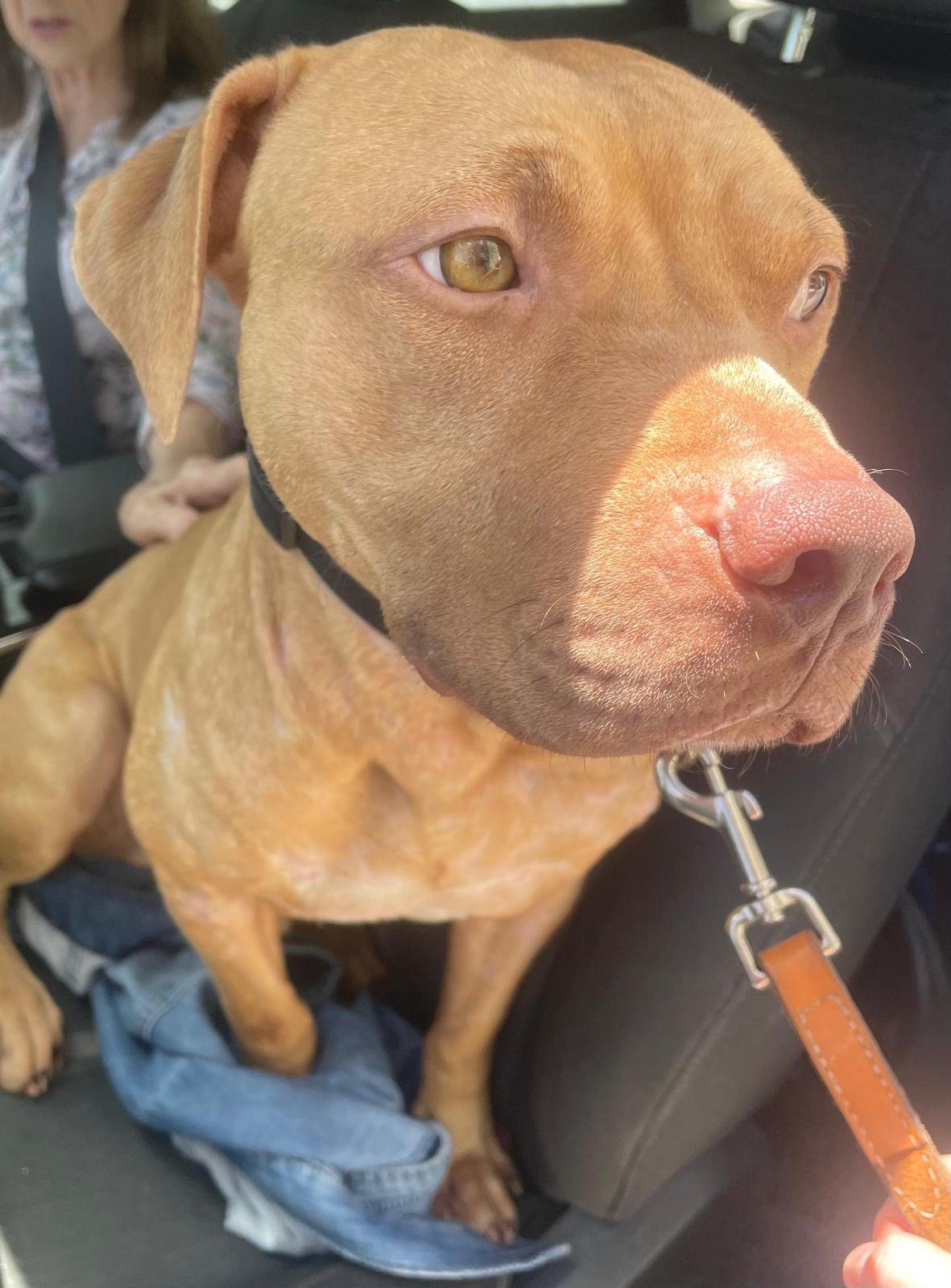 Bubba (Florida Animal Rescue Alliance)
