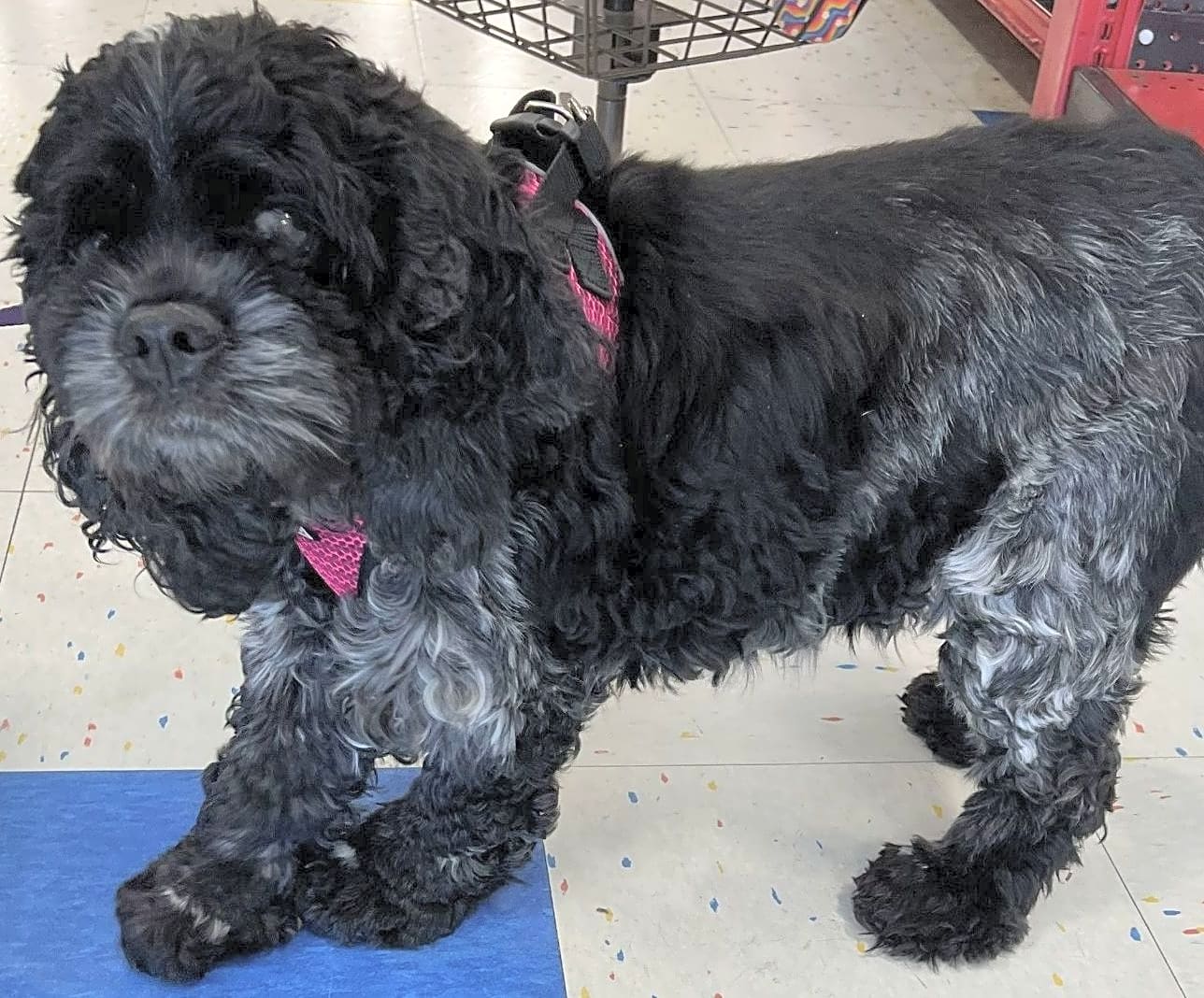 Panther (Blind Dog Rescue Alliance)